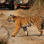 Tiger crossing at jim corbett national park