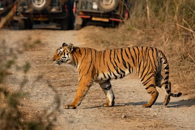 Tiger crossing at jim corbett national park